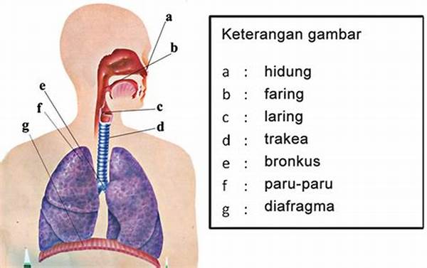 Pernapasan Yang Benar Untuk Performa Maksimal
